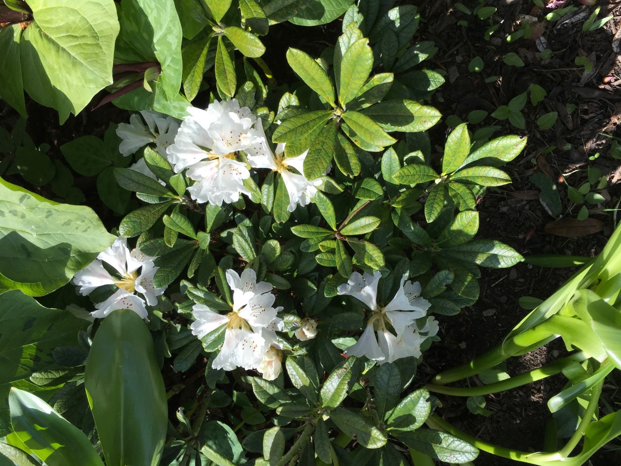 R. farinosum JN11036